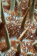 Close-up of small starfish partner shrimp