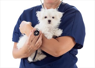 Female veterinarian with stethoscope holding young maltese puppy isolated on white