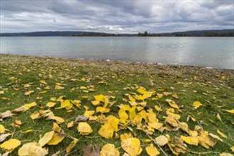 Cloudy day in autumn with yellow leaves at Lake Constance