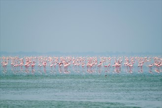 Pink flamingo birds walking in the Sambhar Salt Lake in Rajasthan