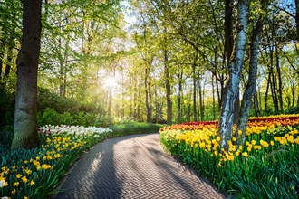 Path in Keukenhof flower garden with blooming tulip flowerbed