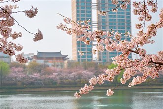 Blooming sakura cherry blossom branch with skyscraper building in background in spring