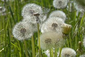 Seed stand of dandelion