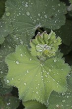 Water droplets on garden lady's mantle