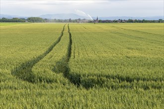 Wheat field in spring in plain. Alsace