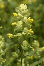 Greater yellow rattle