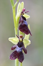 Fly orchid