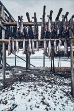 Drying flakes with stockfish cod fish in winter. Reine fishing village