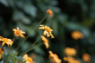 Yellow daisy flowers in a garden in spring