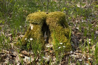 Tree stump with moss