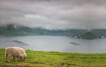 Two sheep eating grass in the field near a lake