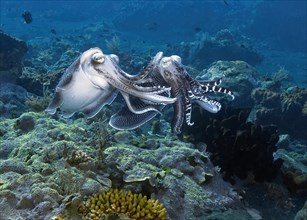 Mating broadclub cuttlefish