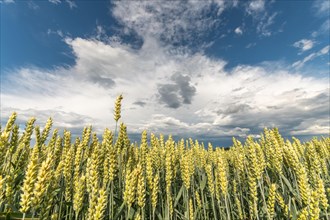 Wheat field in spring in plain. Alsace