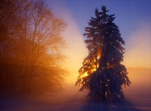 Spruce at the edge of the forest with hoarfrost