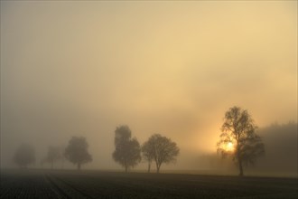Baumreihe im Nebel bei Sonnenaufgang