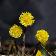 Coltsfoot