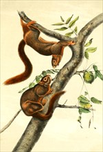 Orange-bellied Himalayan squirrel