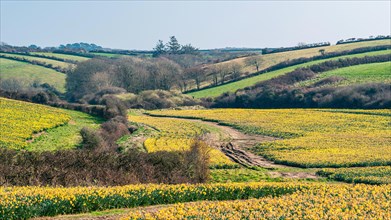 Daffodil farm in Cornwall from a drone
