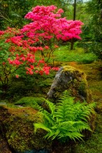 Fern and tree with colorful red leaves in Japanese garden
