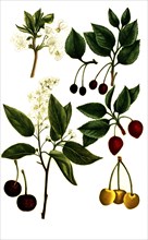 Various varieties of cherries