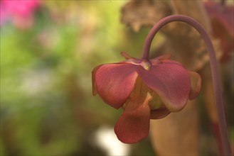 Flower of a red purple pitcher plant