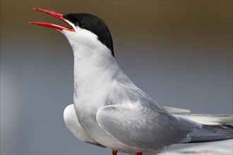 Calling Arctic Arctic Tern