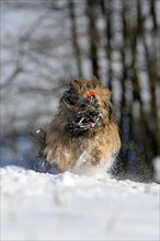 Lhasa Apso running in the snow