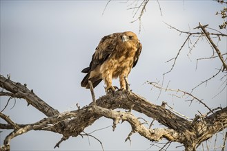 A tawny eagle