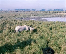 Great Indian one horned Rhinoceros