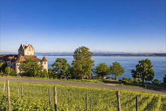 Burg Meersburg und Weinberg