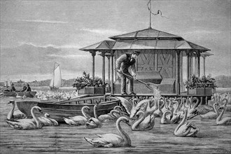 Man feeding the swans around 1890