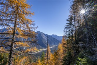 Larch forest in autumn