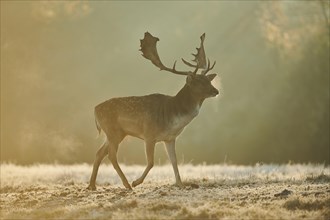 European fallow deer