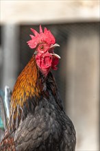 Portrait of a Rooster crowing in a farmyard. Educational Farm
