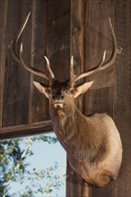Mounted stag head on cabin wall