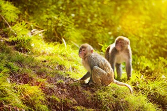 Rhesus macaques in forest. Shimla