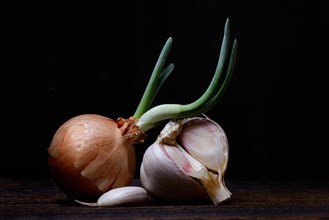 Sprouting common onion