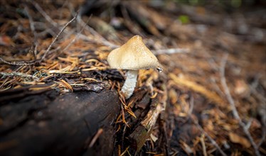 Roof fungus