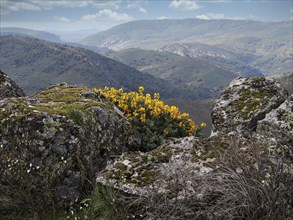 Blick in den Monfrague Nationalpark im Vordergrund bluehender gelber Ginster