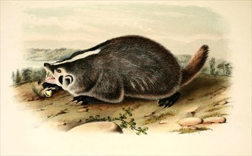 American badger