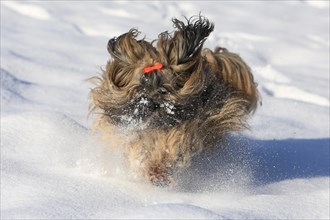 Lhasa Apso running in the snow