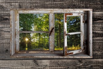 View through a rustic wooden window into the forest