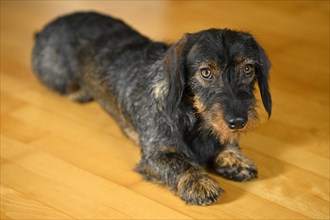 Rough-haired dachshund