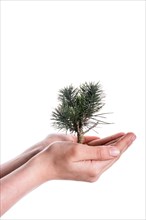 Hand holding a tree seedling on globe in hand on white background