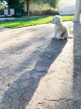 Cute maltese puppy sitting on patio in back yard of home