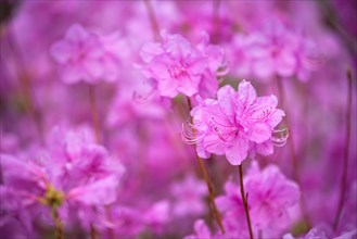 Rhododendron Mucronulatum Korean Rhododendron flower close up. Seoul