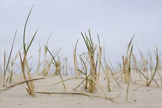 Strandhafer am Sandstrand