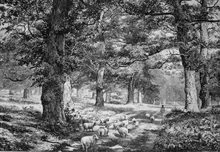 Sheep among old oaks In Sherwood Forest