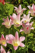 Pink tulips