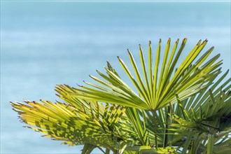 Palm leaf at water's edge on turquoise blue background. Mainau island